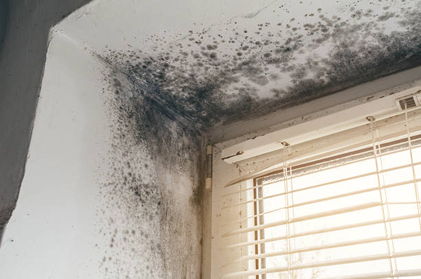 Affordable Mold Cleanup solutions in Knoxville, MD